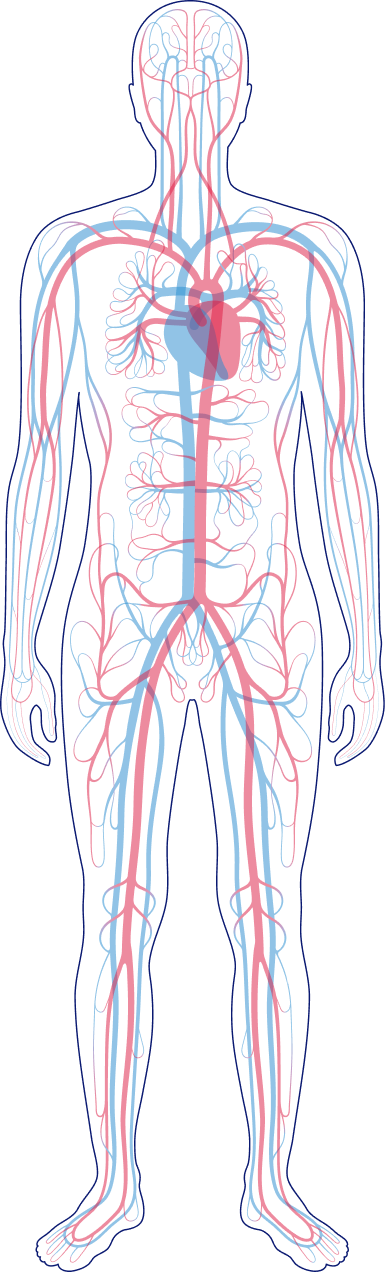 Human anatomy applications map